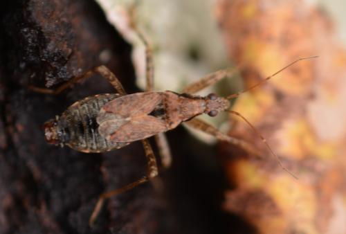 Réf. 335 090 : Himacerus mirmicoides